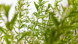 Saturejka výborně chutná k masu a hodí se při vaření luštěnin. Aromatická bylinka je hlavní složkou koření čubrica