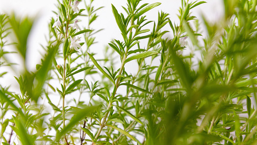 Saturejka výborně chutná k masu a hodí se při vaření luštěnin. Aromatická bylinka je hlavní složkou koření čubrica