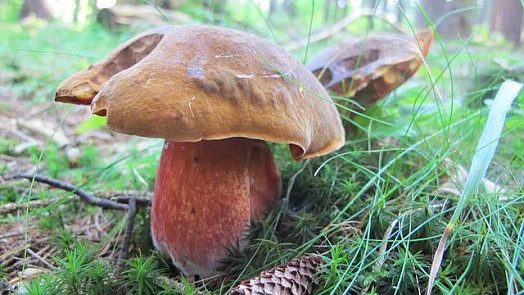 Houbový výtažek můžeme v kuchyni upotřebit jako bujon nebo dochucovadlo omáček či polévek. Poradíme, jak jej vyrobit a zavařit