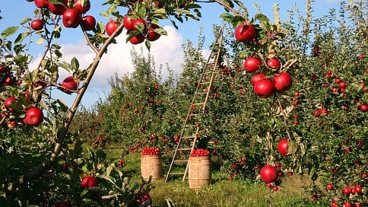 Fermentované nebo kvašené nápoje jsou velmi osvěžující a snadno je zvládneme vyrobit doma z ovoce nebo zeleniny