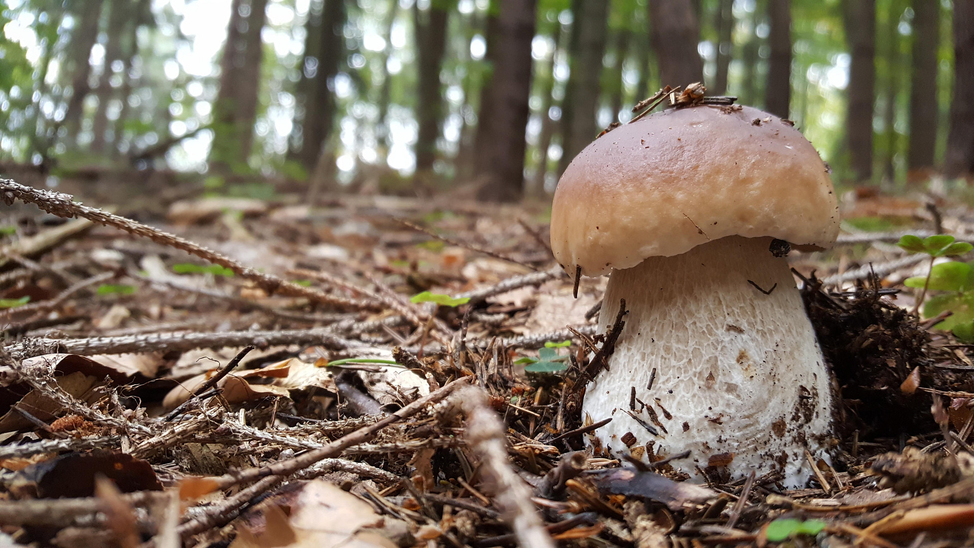 Jak dlouho po dešti rostou houby?