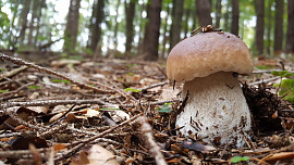 Jak dlouho rostou houby? A kdy je nejlepší čas se na ně vydat do lesa? Odtajněte s námi houbové tajemství
