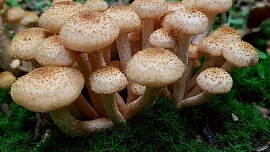 Houby jsou pochoutkou, ale hůře stravitelnou. Měli bychom to mít na paměti při jejich úpravě a konzumaci Houby jsou pochoutkou, ale hůře stravitelnou. Měli bychom to mít na paměti při jejich úpravě a konzumaci