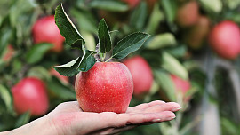 Mezinárodní den jablek - Den původních odrůd jablek