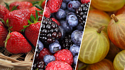 7 druhů drobného ovoce pro snadné zahradní pěstování.  Jaké ovocné druhy vysadit na podzim do zahrady, abychom mohli brzy sklízet
