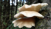 Hlíva je po žampionech druhá nejoblíbenější pěstovaná houba. Přinášíme šikovné nápady na její kuchyňské zpracování