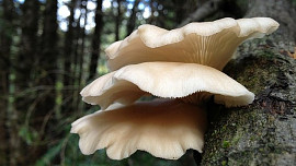 Hlíva je po žampionech druhá nejoblíbenější pěstovaná houba. Přinášíme šikovné nápady na její kuchyňské zpracování