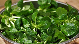Kozlíček polníček je typická jarní salátová zelenina. Hodí se do salátů, smoothie a polévek