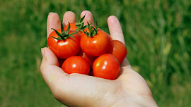 Den čerstvých rajčat