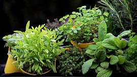 Jak pěstovat bylinky v nádobách. Dopřejte si skvělý gurmánský zážitek díky čerstvým bylinkám