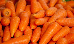Jak používat ranou mrkev karotku? Je výtečná v mnoha pokrmech a skvěle se hodí i do moučníků
