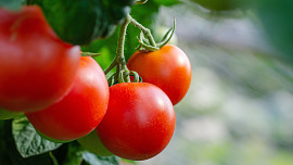 Jak sázet rajčata? Máme pro vás tipy pro jejich úspěšnou výsadbu a pěstování