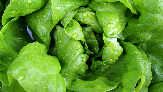 Jak snadno vyprat hlávkový salát? Oblíbená listová zelenina nejlépe chutná, když je čerstvá a svěží