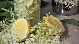 Jak připravit perlivou limonádu z květů černého bezu? Podle jednoduchého návodu to zvládne i začátečník