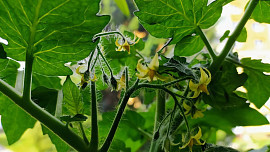Vyštipování rajčat: Poradíme vám, jak si zajistit krásnou úrodu bez zbytečných ztrát