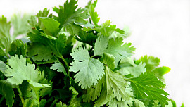Koriandr je opomíjená zelená bylinka a zároveň koření, které si pomalu nachází cestu i do naší kuchyně