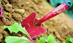 Jak likvidovat plevel na zahradě. Poradíme, jak se ho úspěšně zbavit i bez chemie