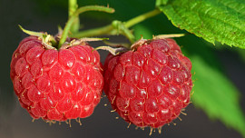 Časté chyby při sběru malin: Jemné a choulostivé ovoce vyžaduje opatrné zacházení