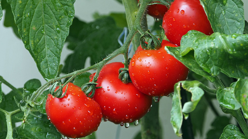 Časté chyby při pěstování rajčat: Jak vypěstovat krásné a chutné plody oblíbené zeleniny