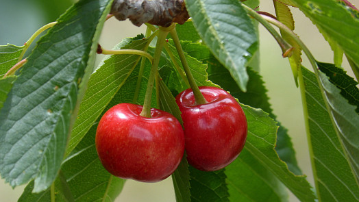 Jak zpracovat v kuchyni čerstvé i zavařené višně? Výrazné sladkokyselé ovoce oplývá úžasnou chutí a vůní