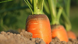 Časté chyby při pěstování mrkve: Oblíbená kořenová zelenina se snadno pěstuje, ale péče o ni má svá úskalí