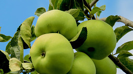 Desatero rad na téma letní jablka: Poradíme, jak je nejlépe zpracovat a co z nich upéct