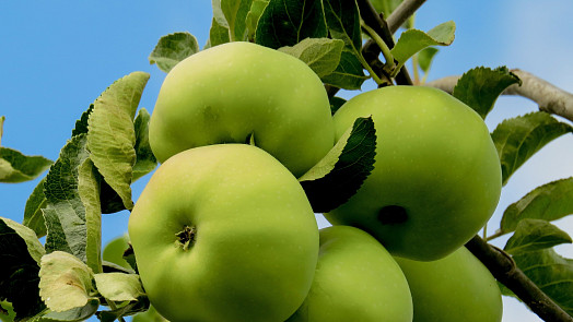 Desatero rad na téma letní jablka: Poradíme, jak je nejlépe zpracovat a co z nich upéct