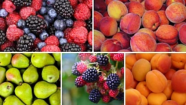Jaké ovoce sklízíme v srpnu? Vybrali jsme pro vás 16 oblíbených druhů do velkého přehledu