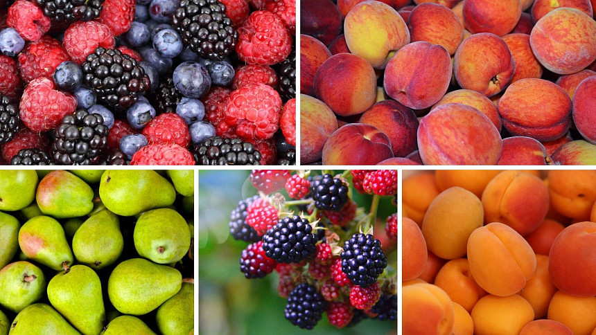 Jaké ovoce sklízíme v srpnu? Vybrali jsme pro vás 16 oblíbených druhů do velkého přehledu