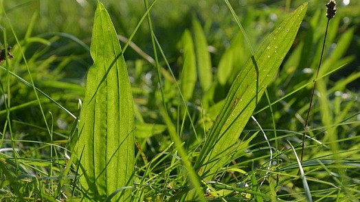 Pleťová voda z jitrocele vyčistí mastnou pleť s akné. Není drahá a připravíme ji snadno