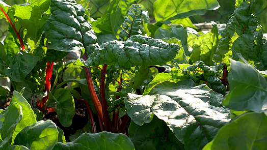 Mangold na zahradě: Tato listová zelenina krásně ozdobí záhony a v kuchyni nahradí špenát