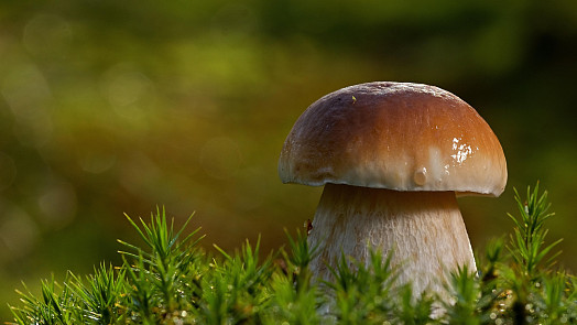Tekutý houbový extrakt dodá vašim pokrmům silnou chuť čerstvých hub. Poradíme, jak ho připravit