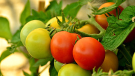 Jak urychlit dozrávání rajčat a kdy plody sklízet, aby úroda byla co nejvyšší