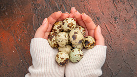 Jak připravit křepelčí vajíčka: Poradíme vám několik tipů na jejich zpracování