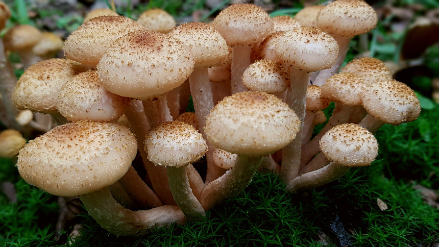Václavky jsou houby podzimu. Potřebují důkladně povařit a jsou skvělé do gulášů i k zavařování