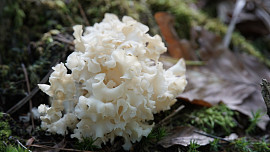 Kotrč kadeřavý je vzácná a chutná houba, kterou v lese nepřehlédnete. Poradíme, jak ji zpracovat