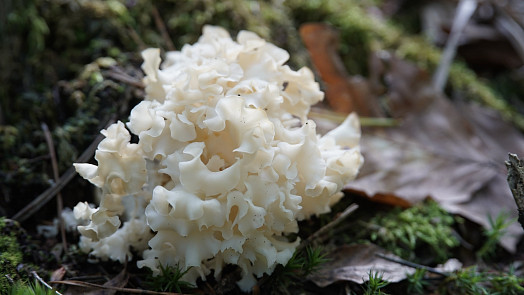 Kotrč kadeřavý je vzácná a chutná houba, kterou v lese nepřehlédnete. Poradíme, jak ji zpracovat
