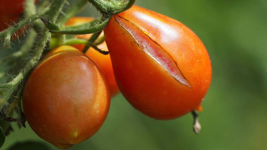 Jak předejít praskání rajčat? Naprasklé plody se dají ještě spotřebovat, ale nesmí být nakažené