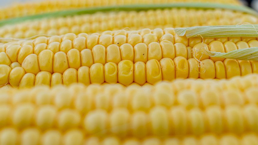 Jak pěstovat kukuřici cukrovou. Potřebuje teplo a výživnou půdu