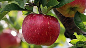 Jablka jsou doslova nabité vitamínem C. Co všechno z nich lze připravit?