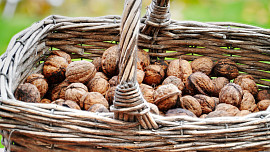 Tři časté chyby při sklizni vlašských ořechů: Podstatné je předejít plesnivění