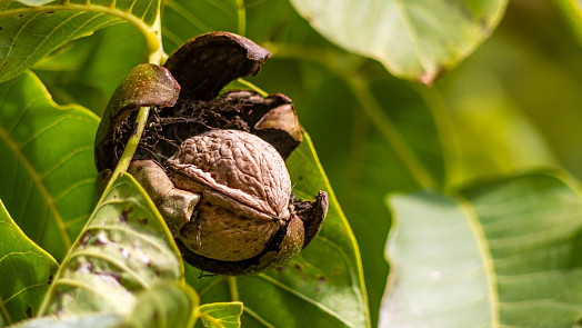 10 tipů, jak sušit vlašské ořechy: Pro nezkušené může být postup pořádným "oříškem"