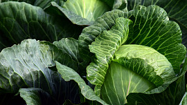 Sklizeň zeleniny v říjnu: Začneme od rostlin citlivých na chladné počasí