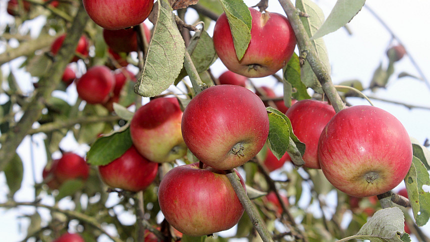 Jak sázet ovocné stromky? 6 tipů pro správnou a spolehlivou výsadbu