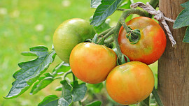 Sklidili jste všechna rajčata před příchodem mrazíků? Poradíme, co s nimi