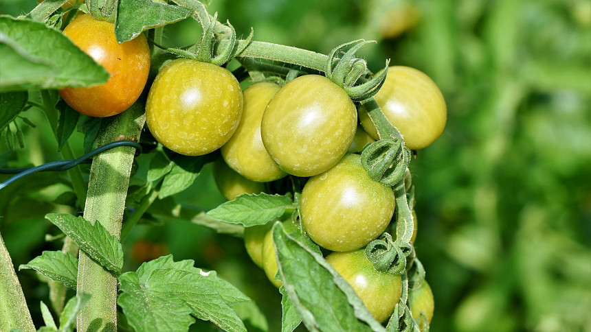 7 častých chyb při dozrávání zelených rajčat: Jak na to, aby rajčata dlouho vydržela