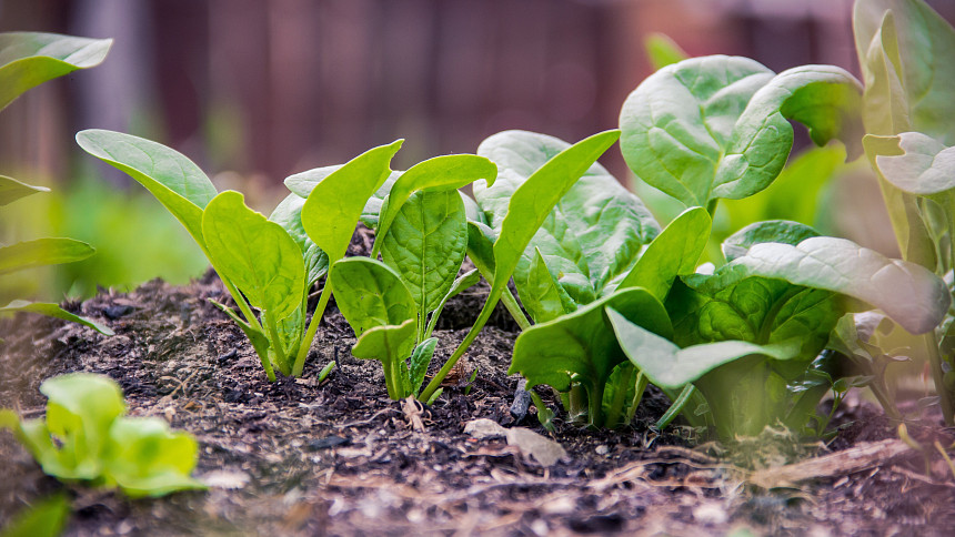 Špenát na zahradě: 3 možnosti, kdy vysévat tuto nenáročnou zeleninu