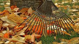 Spadané listí na zahradě: Shrabovat nebo nechat ležet pod stromy?
