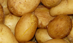 Jak rychle zchladit uvařené brambory. Čekání snadno urychlíme