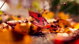 Jak nadrtit listí? Na podzim zahradu potřebujeme rychle uklidit